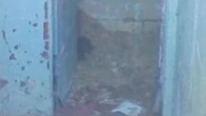 Полчища крыс в подвале корпуса 160 г. Зеленоград.