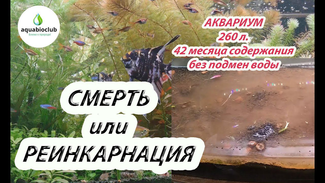 Смерть или реинкарнация аквариума  без подмен? смотреть онлайн