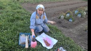 Чем обрабатывать картофель перед посадкой?