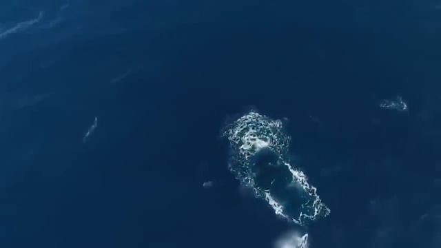 АКУЛА Напала На КОСАТКУ. Вот Что Было Дальше... смотреть онлайн