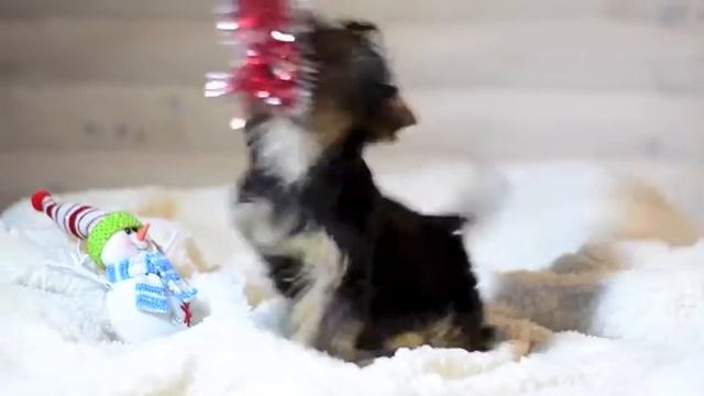 Мини девочка йоркширский терьер