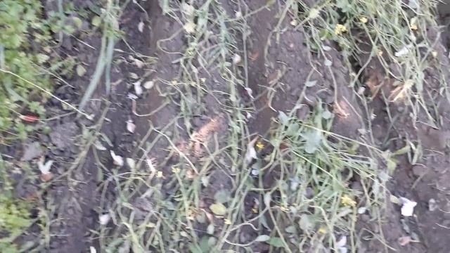 ПОСАДКА ЧЕСНОКА С УДОБРЕНИЕМ ПОД ЗИМУ / Посадка озимого чеснока в сидераты / НАША ДАЧА смотреть онлайн