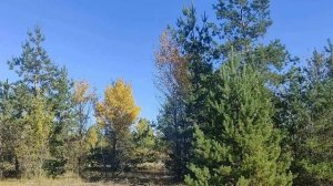 9 декабря - ДЕНЬ ГЕОРГИЯ ПОБЕДОНОСЦА .ЮРЬЕВ ДЕНЬ. Народные приметы и традиции. Запреты дня.