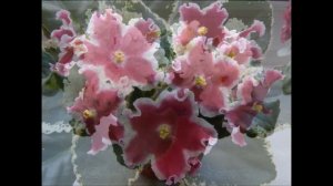 ФИАЛКИ УХОД В ДОМАШНИХ УСЛОВИЯХ ?