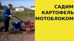 Садим картофель картофелесажалкой легким мотоблоком. 12 соток за 2,5 часа.