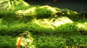 Ломариопсис линеата