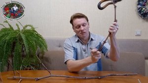 Как согнуть лозу винограда в любом месте, под любым углом и не сломать #ТриЭкоВиноградник