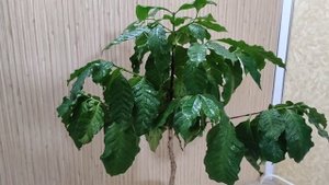 Кофейное дерево на подоконнике, уход