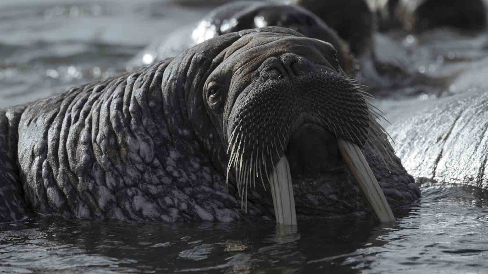 Звук моржа. Морж звуки. «Моржелаундж». Тюлень крутится в воде. Прктику.