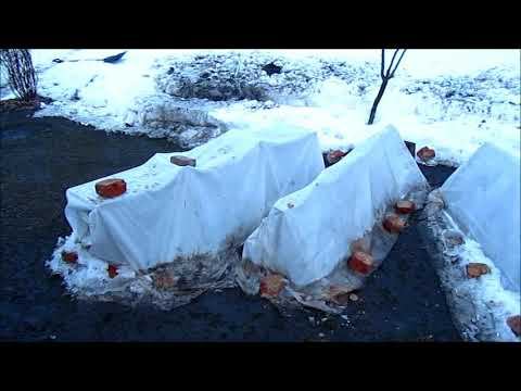 Спасаем розарий.Ледяная катастрофа.Затопление водой. смотреть онлайн