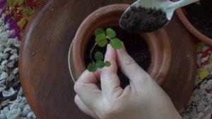 Посадка укоренённого черенка в горшок на примере мюленбекии // Дети Алоэ // indoor floriculture