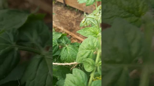 томат бони мм смотреть онлайн