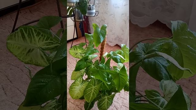 Сингониум. Мой опыт. смотреть онлайн