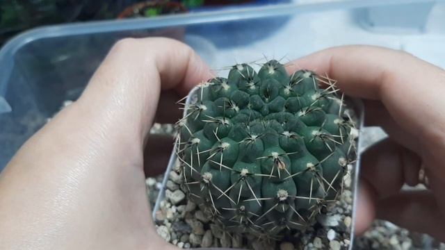 Кактусы. Пересадка.