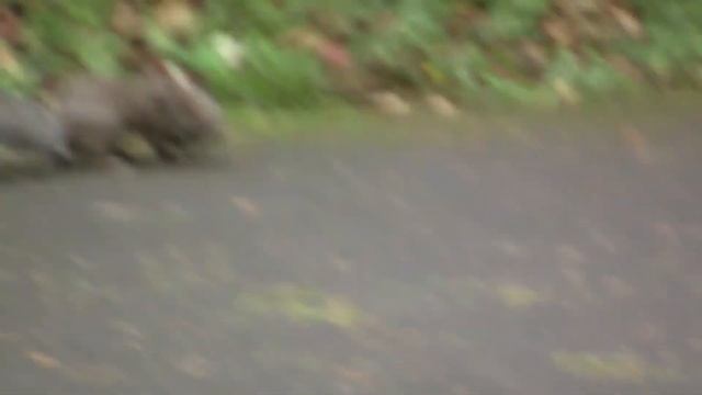 Squirrel Transports Young. Белка переносит детеныша (827sp) смотреть онлайн