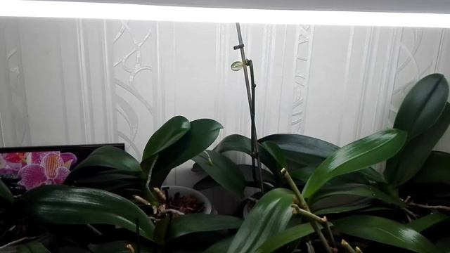 Лампа холодного свечения, Фаленопсисы отлично растут???? смотреть онлайн