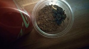 Как питаются тарантулы