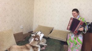 Хаски поют, смешное видео . Husky singer