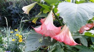 Brugmansia Virsicolor Yellow - Pink