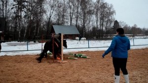 Лошадь кабардинской породы (horse gabardinsky breed)