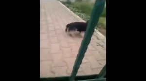 Собака орет