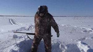 Охота с норной собакой на лису. Сначала выдавила собаку, а потом и вылетела сама из норы.