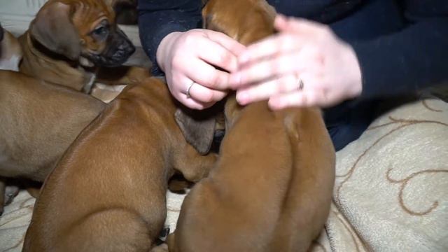 Щенки родезийского риджбека | DogTalk смотреть онлайн