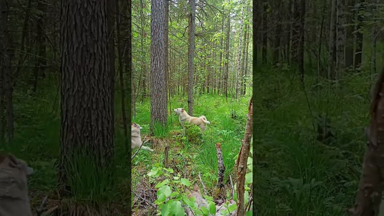 небольшая прогулка с собачками