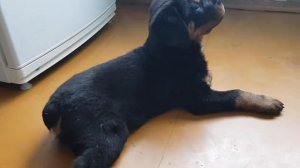 Ротвейлер Ральф, как мы кушаем и мысли о том как же правильно кормить щенка