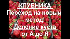 85. КЛУБНИКА - переходим на двухгодичное выращивание! Деление куста. Грядка. Пересадка.