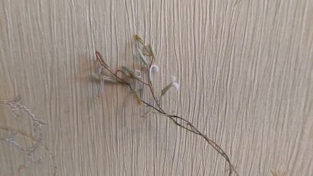 Хавортія   догляд  підживлення, пересадка, розмноження, хвороби та шкідники