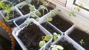 Рассада арбузов и дынь.