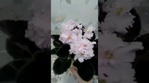 Фиалка ПТ-Леди Гамильтон