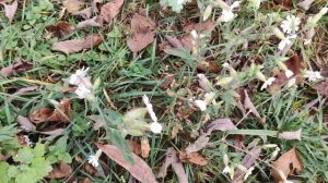 Дрёма белая. Белоголовица.