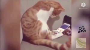 Коту показали видео с его погибшим хозяином. Кадры, от которых сжимается сердце