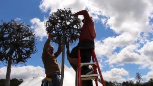 Double Allium sculpture installation at Cornell Botanic Gardens