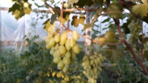 Виноград Маяк Калугина В.М 17.07.2021