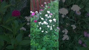 обзор красивого сада в июне.,что цветет в это время