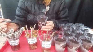 Укореняем черенки смородины и вербы в январе.