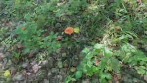 За грибами 20 августа 2023. Третий грибной сезон Оли и Тани. 👯♂️🌲🍄