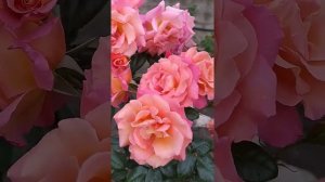 Роза ФрАйзингер МоргенрЁте/УТРЕННЯЯ РАДУГА