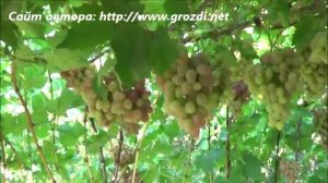 Сорт винограда: Ливия