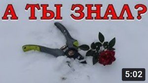 Как УКРЫВАТЬ РОЗЫ в зиму????