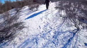 Охота на зайца в степи. Завершающий день