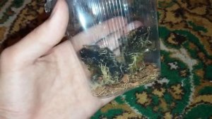 Кормовые лягушки (где купить, сколько стоят)