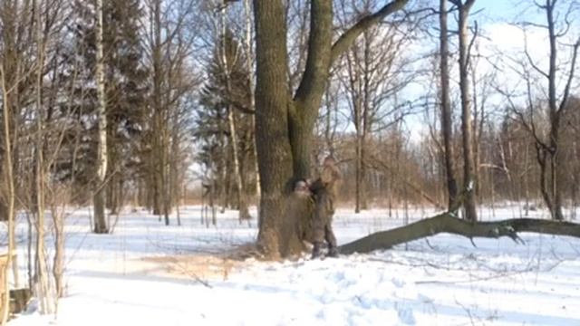 Вырубка деревьев - компания LiWood