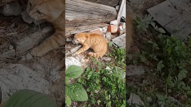 Как Кешка знакомился с соседским котом... (Кеше 3 месяца, Ваське 10 лет)... смотреть онлайн