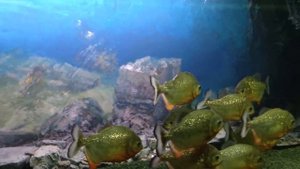 Пираньи. Дъявол рыба. Кровожадные монстры. Animals & fish.
