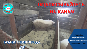 Ждём опорос!