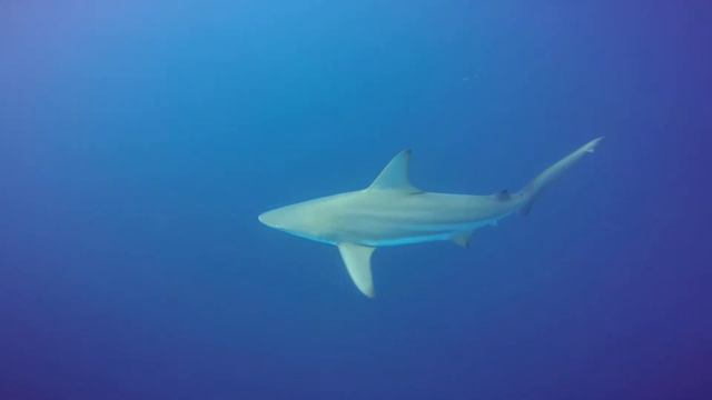 Sodwana and Protea banks trip 2017 смотреть онлайн